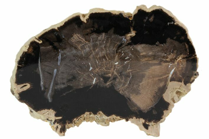 Polished Petrified Wood (Palm) End-Cut - Wyoming #78880